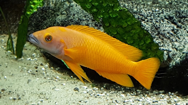 Neolamprologus leleupi